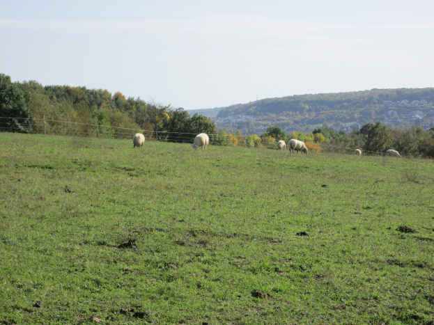 Schafe grasen auf einer eingezäunten, grünen Wiese mit Bäumen, Hühlen und einem klaren blauen Himmel im Hintergrund.