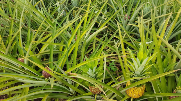 Ananas-Saft ist knapp und teuer aufgrund niedriger Ernte