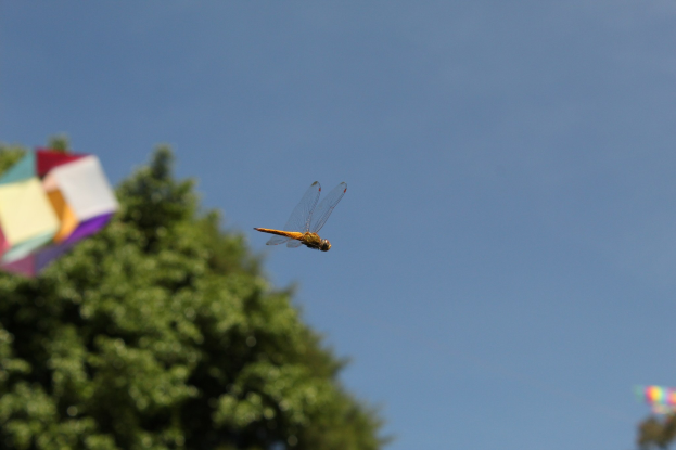 Ein Drache in der Luft vor einem klaren blauen Himmel mit einem Drachen und Bäumen im Hintergrund.