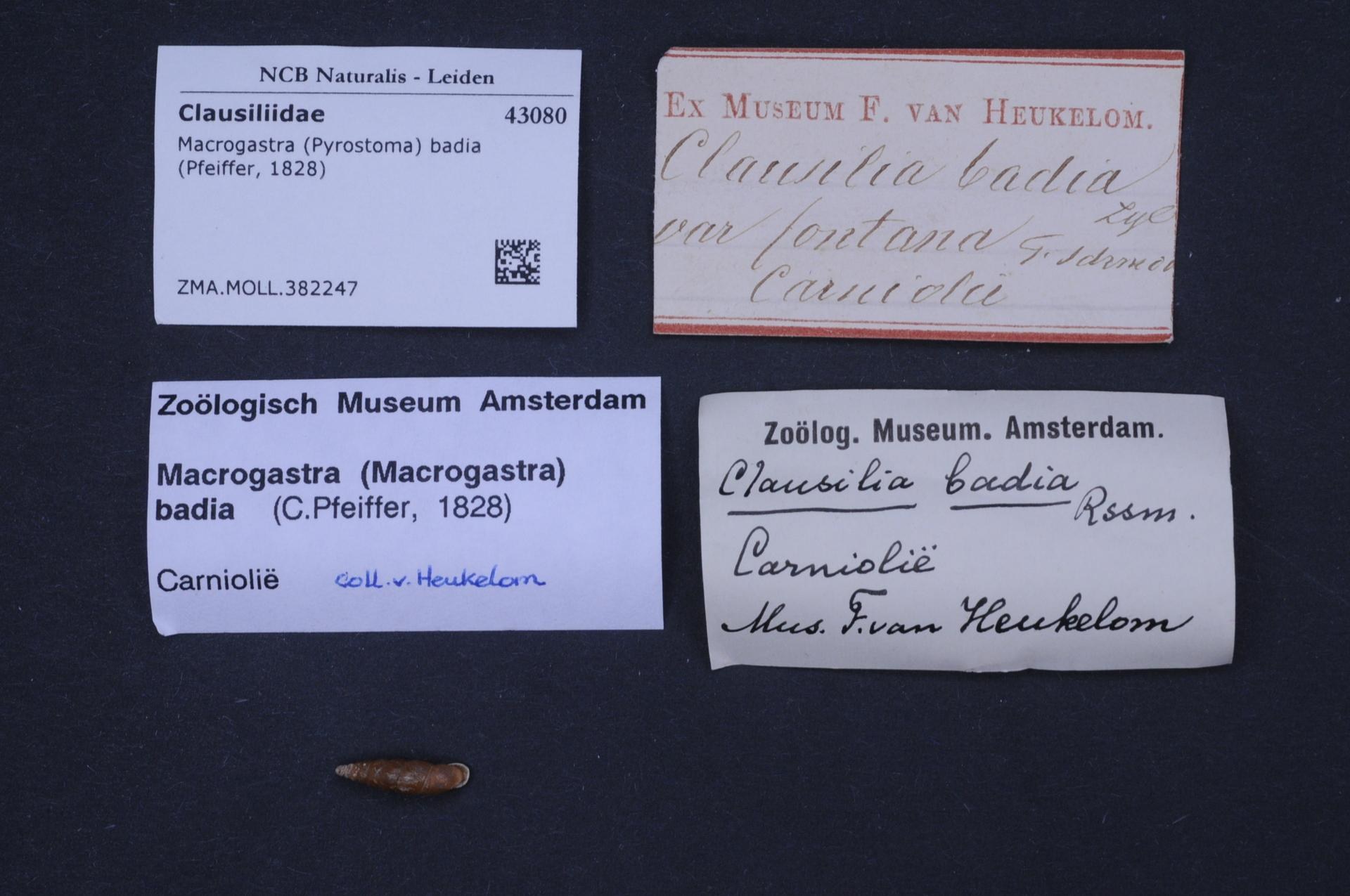Drei Visitenkarten vom Zoologisch Museum Amsterdam auf einem Tisch.