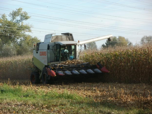 Mähdrescher bei der Arbeit in einem Maisfeld mit einer Person darin, umgeben von Pflanzen, Gras und trockenen Blättern, mit Bäumen, Drähten und einem klaren blauen Himmel im Hintergrund.