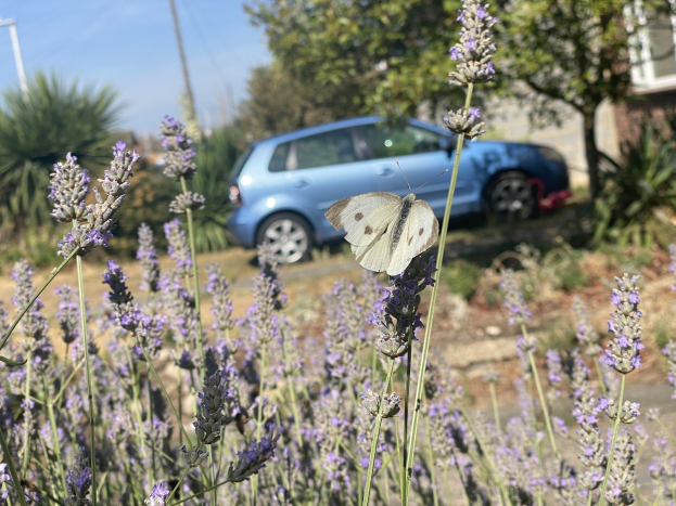Ein blauer Wagen, der vor einem Lavendelfeld mit einer weißen Schmetterlings auf einer Blume, Bäumen und einem Gebäude im Hintergrund geparkt ist.