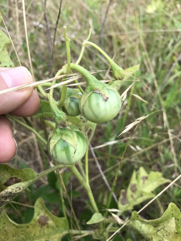 Eine Hand, die einen Bund grüner Tomaten an einer Pflanze hält, mit Mehltau auf den Tomaten, vor einem Hintergrund aus Pflanzen und Gras.